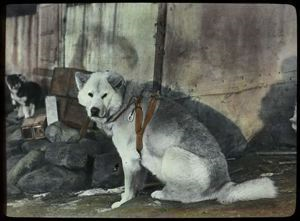 Image of Dog, King in Harness